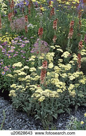 Stock Image - Yellow achillea in summer garden border. Fotosearch