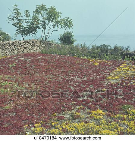 Picture - Yellow and red sedum on rock in coastal garden overlooking the sea. Fotosearch