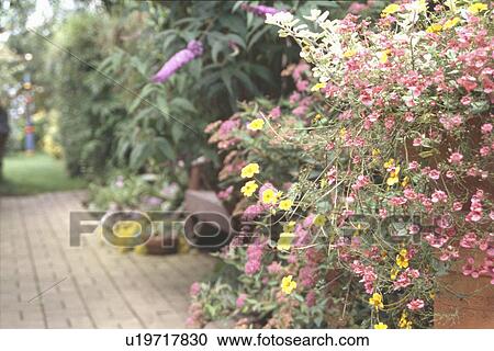 Stock Image - Yellow bidens and pink nemesia in hanging basket on wall in country garden. Fotosearch