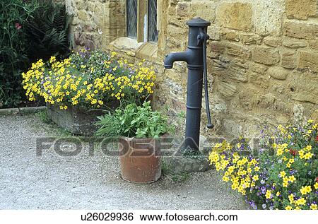 Stock Photograph - Yellow bidens in containers beside old water pump. Fotosearch