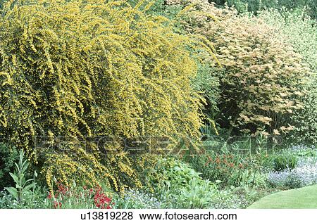 Yellow flowering berberis and acer in spring garden border View Large Photo Image Stock Photo - Yellow flowering berberis and acer in spring garden border. Fotosearch