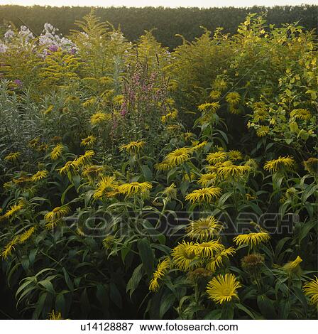 Yellow inula and solidago in themed summer garden border View Large Photo Image Stock Photo - Yellow inula and solidago in themed summer garden border. Fotosearch