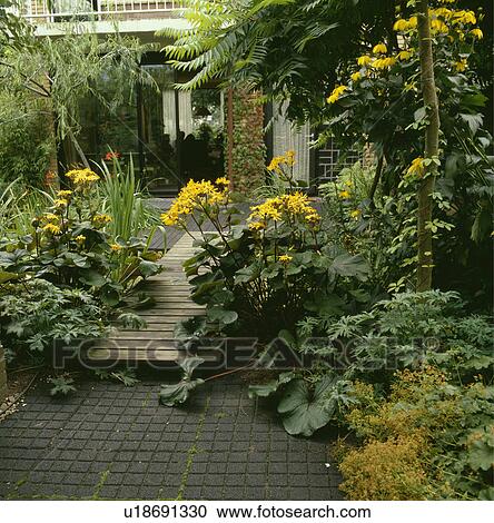 Yellow ligularia and wooden decking path to house View Large Photo Image Stock Image - Yellow ligularia and wooden decking path to house. Fotosearch