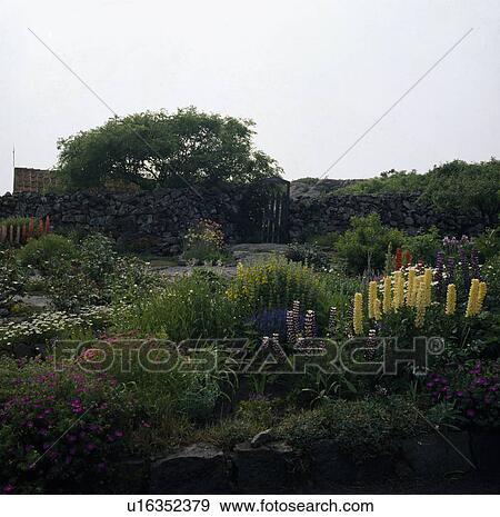 Stock Photo - Yellow lupins in small coastal garden. Fotosearch