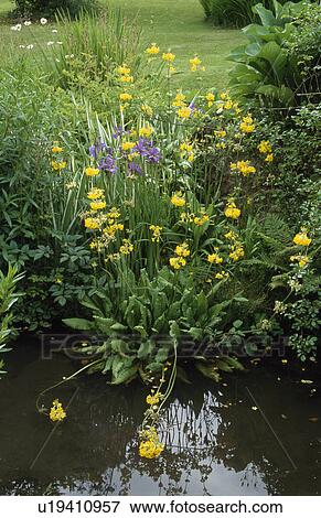 Yellow primula Florindae beside pond in country garden in spring View Large Photo Image Stock Photo - Yellow primula Florindae beside pond in country garden in spring. Fotosearch