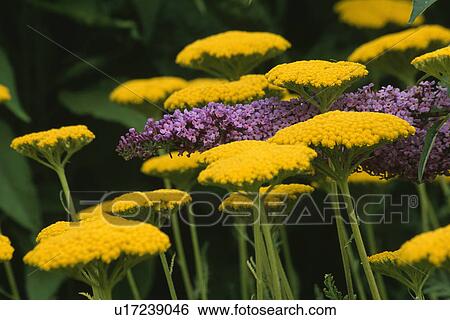 Stock Photograph - yellow, purple, buddleia, achillea, summer, plants. Fotosearch
