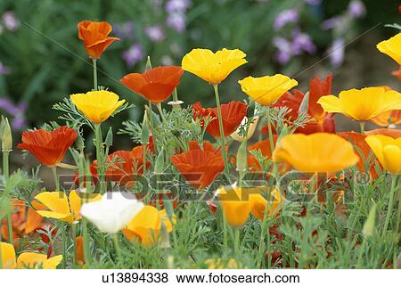 yellow, summer, welsh poppy, meconopsis cambrica, perennials, orange, plants View Large Photo Image Stock Photo - yellow, summer, welsh poppy, meconopsis cambrica, perennials, orange, plants. Fotosearch