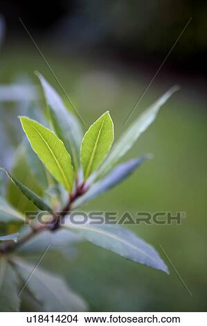 Bay Leaves View Large Photo Image Picture - Bay Leaves. Fotosearch