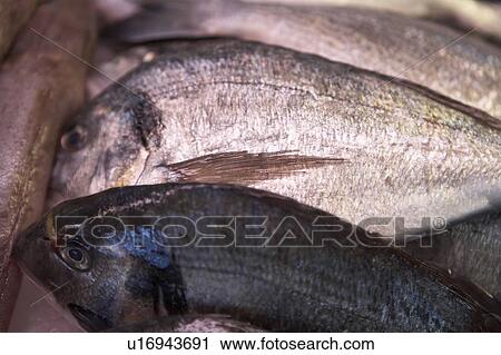 Black Bream Fish View Large Photo Image Stock Image - Black Bream Fish. Fotosearch