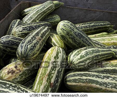 Stock Photo - Boxed Marrows. Fotosearch