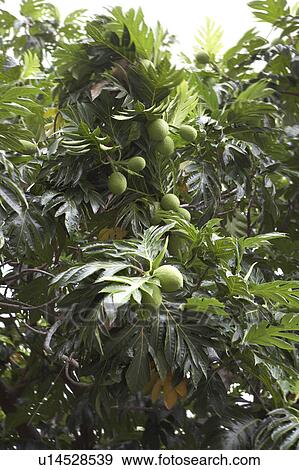 Breadfruit Tree View Large Photo Image Stock Photo - Breadfruit Tree. Fotosearch