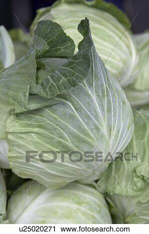 Stock Image - Cabbages. Fotosearch