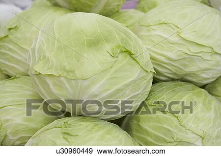 Cabbages View Large Photo Image Stock Photo - Cabbages. Fotosearch