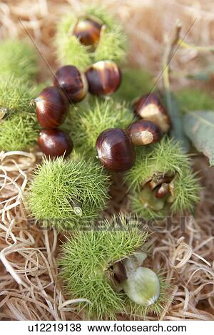 Stock Photo - Chestnuts. Fotosearch