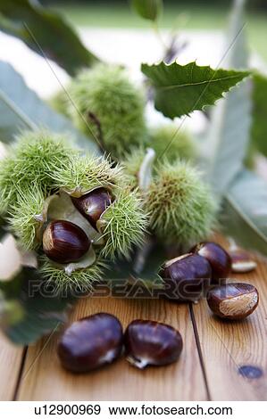 Chestnuts View Large Photo Image Stock Photo - Chestnuts. Fotosearch