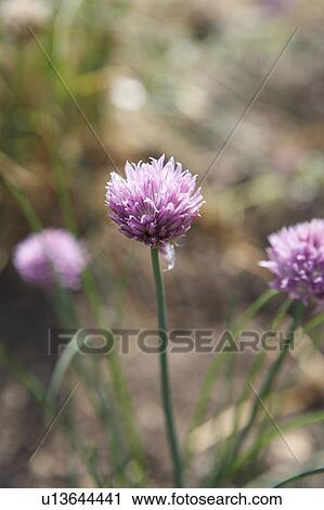 Chive Flowers View Large Photo Image Stock Image - Chive Flowers. Fotosearch