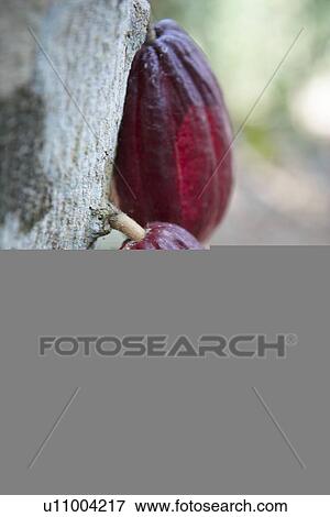 Cocoa View Large Photo Image Stock Photo - Cocoa. Fotosearch