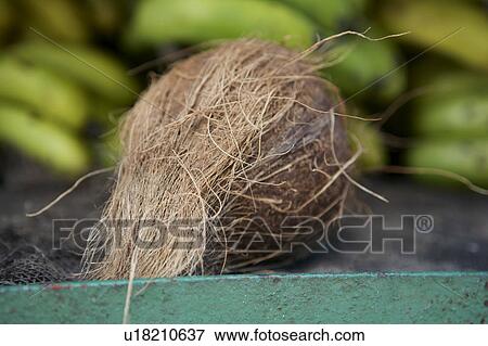 Coconut View Large Photo Image Stock Photo - Coconut. Fotosearch