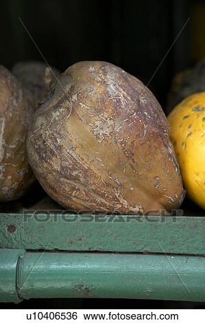 Coconut View Large Photo Image Stock Photograph - Coconut. Fotosearch