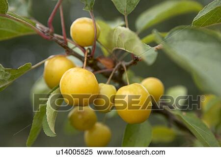 Crab Apple View Large Photo Image Stock Photography - Crab Apple. Fotosearch