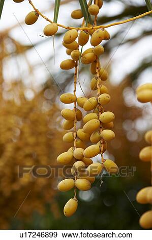 Stock Photo - Dates Growing on Tree. Fotosearch