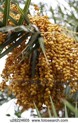 Stock Photography - Dates Growing on Tree. Fotosearch