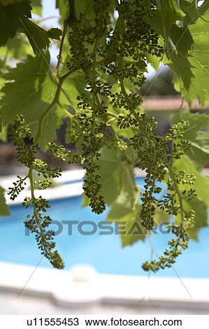 Stock Image - Grape Vine. Fotosearch