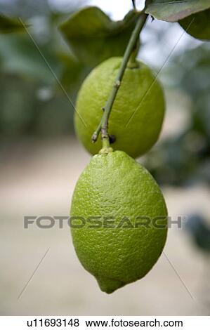 Green Lemons View Large Photo Image Stock Photo - Green Lemons. Fotosearch