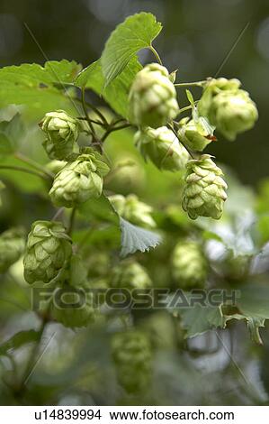 Picture - Growing Hops. Fotosearch