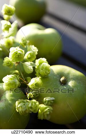 Stock Image - Hops and Bramley Apples. Fotosearch