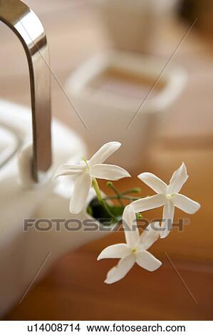 Picture - Jasmine Tea. Fotosearch