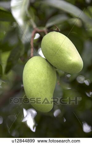 Mango Growing View Large Photo Image Stock Photo - Mango Growing. Fotosearch