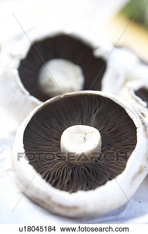 Picture - Mushrooms. Fotosearch