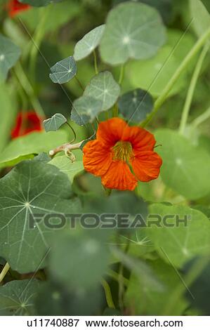 Stock Photo - Nasturtium Flower. Fotosearch