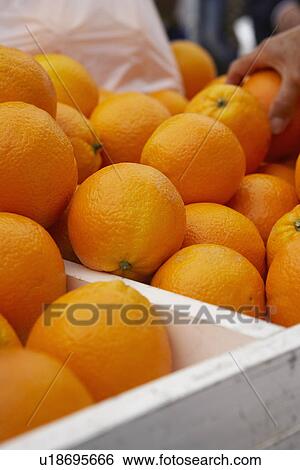 Stock Photograph - Oranges. Fotosearch