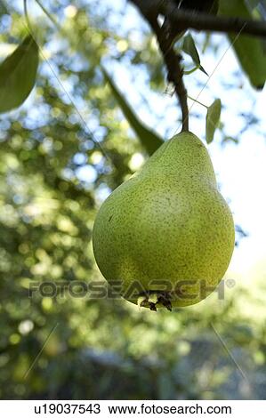 Pear Growing on tree View Large Photo Image Stock Image - Pear Growing on tree. Fotosearch