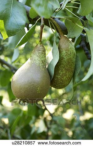 Pear View Large Photo Image Stock Photo - Pear. Fotosearch