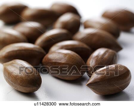 Pecan Nuts View Large Photo Image Stock Image - Pecan Nuts. Fotosearch