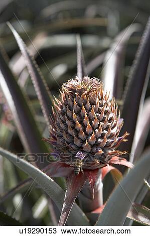 Pineapple Growing View Large Photo Image Stock Image - Pineapple Growing. Fotosearch