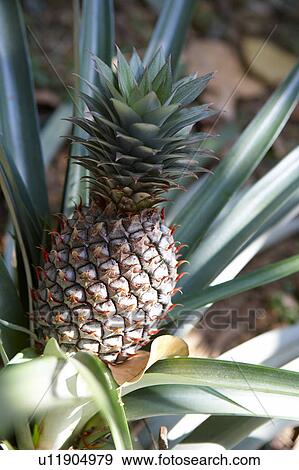 Pineapple Growing View Large Photo Image Stock Photo - Pineapple Growing. Fotosearch