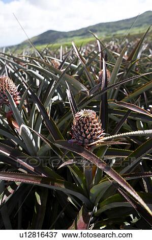 Pineapple Growing View Large Photo Image Stock Photo - Pineapple Growing. Fotosearch