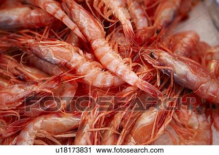Prawns View Large Photo Image Stock Image - Prawns. Fotosearch