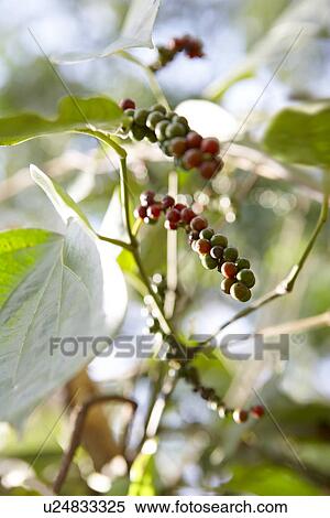 Stock Photography - Red and Green Peppers. Fotosearch