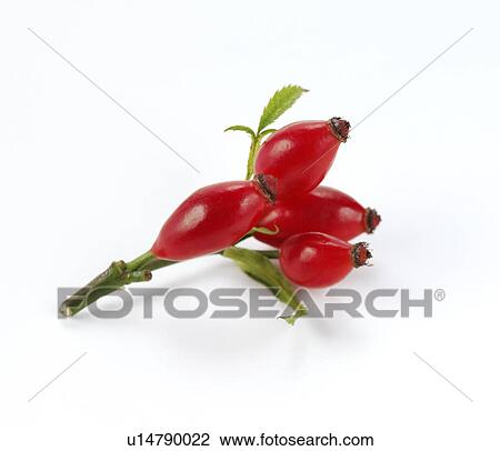 Stock Image - Rosehips. Fotosearch