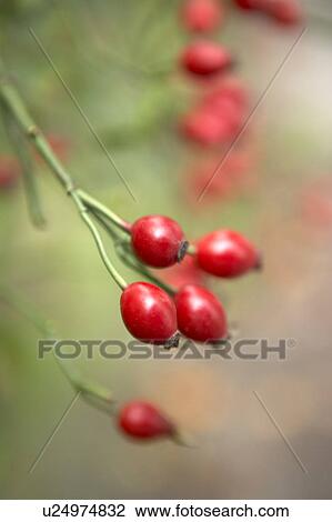Stock Image - Rosehips. Fotosearch