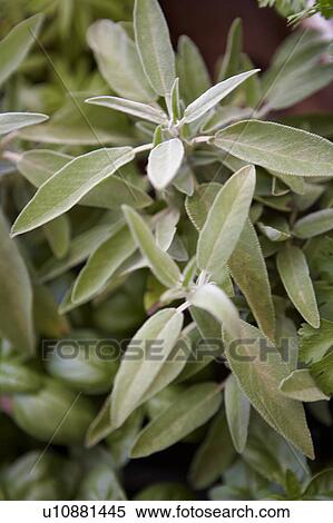 Sage Plant View Large Photo Image Stock Photography - Sage Plant. Fotosearch