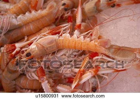 Stock Image - Scampi. Fotosearch