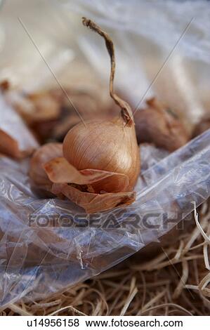 Shallots View Large Photo Image Stock Photo - Shallots. Fotosearch
