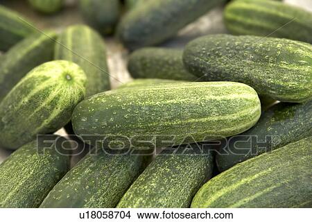 Picture - Spanish Cucumber. Fotosearch