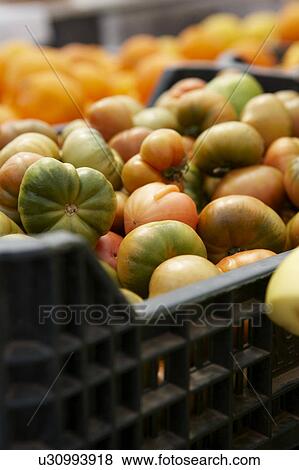 Stock Photo - Spanish Tomatoes. Fotosearch